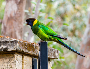 Australian ringneck, broad-tailed parrot bird in green blue on ground in Western Australia (Barnardius zonarius semitorquatus)