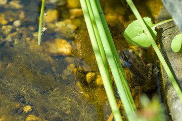 Brown frogs or real frogs (Rana). Toad swim among green tina in dirty pond water