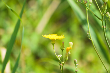 Common sowthistle in bloom closeup view with blurred green plants in background