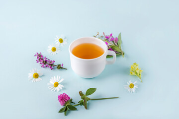 Fototapeta na wymiar Cup of herbal tea with flowers chamomile on blue background. Organic floral, green asian tea. Herbal medicine at seasonal diseases and treatment of colds, flu, heat. copy space for text.