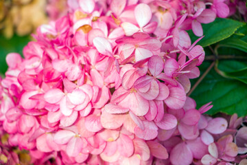 Naklejka premium Pink flowers Hydrangea. Floral natural background for wallpaper, postcard, cover, banner. Wedding decoration. Beautiful bouquet.