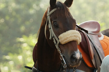 Obraz premium a horse at show jumping competition