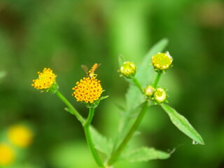 畦に咲くコセンダングサ
