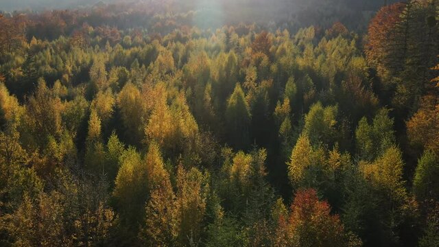 Cinematic aerial shot of calm autumn forest landscape during sunset. Big mixed woods in great wild nature. Gentle sunlight beams create light leaks. Travel destination idyllic nature