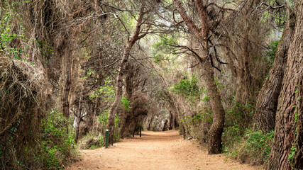 View of the forest on the Island of Sainte-Marguerite, France