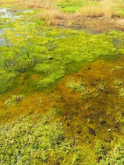 秋の朝の湿地風景