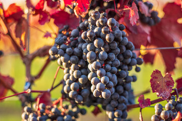 red grapes in vineyard