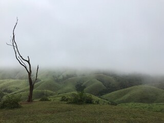Foggy green valley and a dead tree