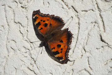 Beautiful orange butterfly isolated, close-up.