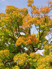 色づき始めた秋のモミジの葉と青空