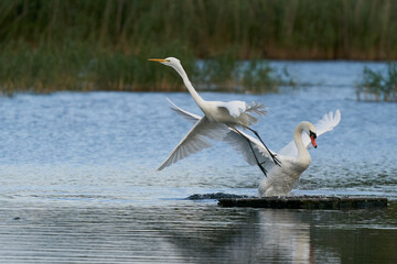 Great White Egret (Ardea alba) flees as a Mute Swan  (Cygnus olor) takes over a platform on a lake at Ham Wall in Somerset, United Kingdom.
