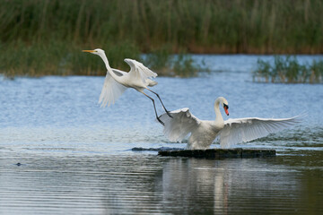 Fototapeta premium Great White Egret (Ardea alba) flees as a Mute Swan (Cygnus olor) takes over a platform on a lake at Ham Wall in Somerset, United Kingdom.