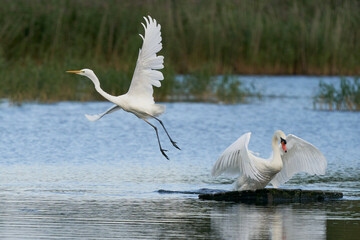 Great White Egret (Ardea alba) flees as a Mute Swan  (Cygnus olor) takes over a platform on a lake...