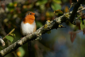 Robin (Erithacus rubecula) perched on the branch of a tree in Somerset, England.