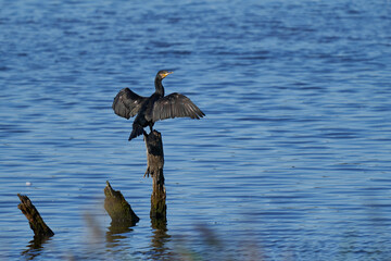 Cormorant (Phalacrocorax carbo) with wings open standing on a wooden post on the Somerset Levels in Somerset, United Kingdom.