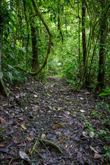 Trail Hiking Trail in the Jungle of Costa Rica