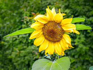 Naklejka premium Large bright yellow sunflower in summer sunlight