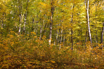 yellow leaves on the trees in the autumn forest