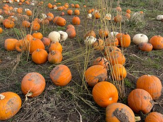 pumpkins on a farm. Halloween 
