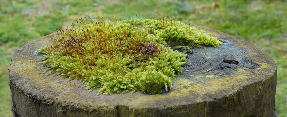 moss on a fence post