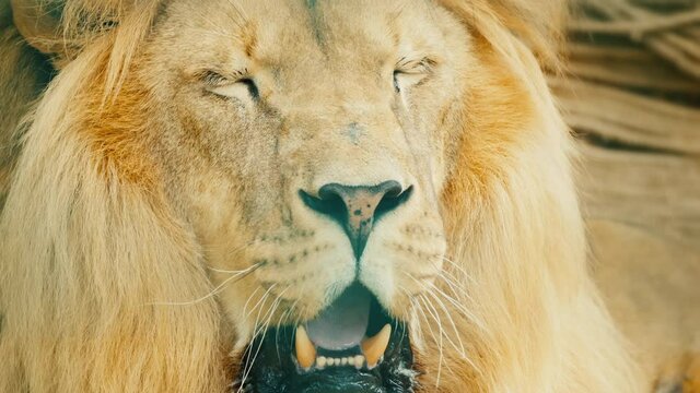 Huge lion sweetly yawns a huge mouth