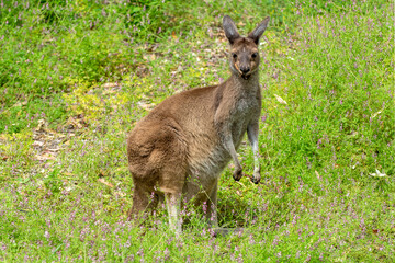 Naklejka na ściany i meble Western Grey Kangaroo (Macropus fuliginosus) Western Australia