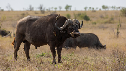 big African buffalo with oxpeckers  in the wild