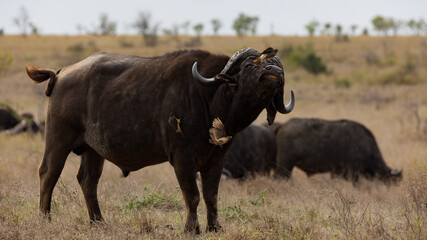 Naklejka na ściany i meble big African buffalo with oxpeckers in the wild