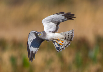 Beautiful male northern harrier - Circus hudsonius - marsh hawk, grey or gray ghost.  Hunting over...