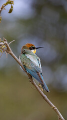 a European bee-eater perched in a tree