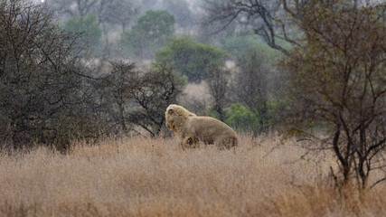 white lion in the wild - KRUGER