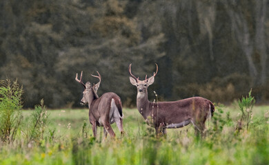 2 white tailed - Odocoileus virginianus clavium deer bucks standing in an open meadow in north...