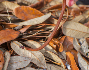 Red orange color Florida red bellied snake - Storeria occipitomaculata