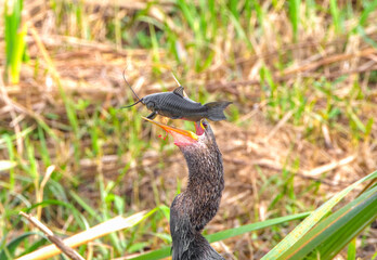 Anhinga anhinga - flipping an armored catfish Brown hoplo - Hoplosternum littoral
