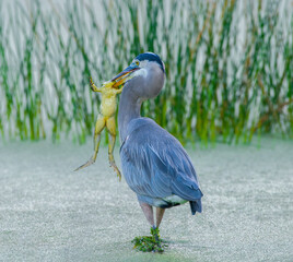great blue heron - Ardea herodias -with large American bullfrog - Lithobates catesbeianus