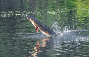 Gigantic Wild Adult Gulf sturgeon - Acipenser oxyrinchus desotoi - jumping out of water on the...