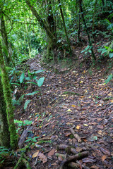 Fototapeta premium Trail Hiking Trail in the Jungle of Costa Rica