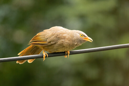 Indian bird