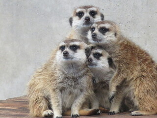 ミーアキャット　集団