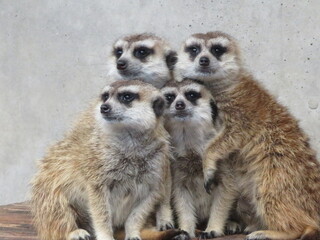 ミーアキャット