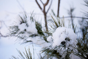 snowy landscape in winter