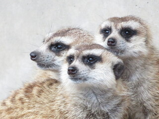 ミーアキャット