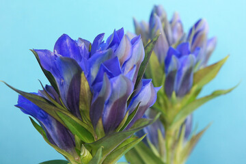 リンドウ（竜胆）