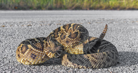 eastern diamond back rattlesnake - crotalus adamanteus - coiled in defensive strike pose with tongue out - obrazy, fototapety, plakaty