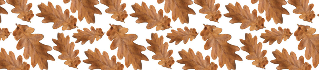 Fototapeta na wymiar Panorama oak leaves pattern on a white.