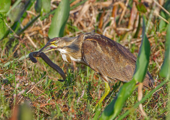 American bittern - Botaurus lentiginosus -catching and eating a greater siren -  Siren lacertina