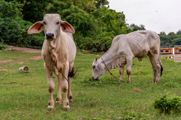White cows on a field on a nite day in summer.