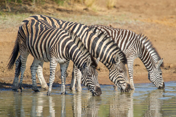 Fototapeta na wymiar Herd of Zebras drinking water