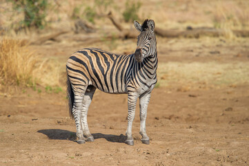 Obraz na płótnie Canvas Lone Zebra scanning the surroundings