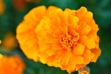 Red and yellow flowers marigolds lat. tagetes is a genus of annual and perennial plants of the asteraceae family